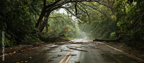 A road was blocked by a fallen tree and branches from a cyclone. photo