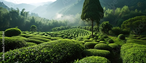 Tea garden for diverse purposes. photo