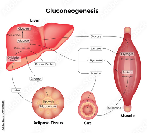 Gluconeogenesis Science Design Vector Illustration Diagram photo