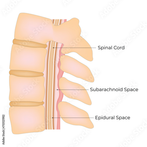 Spinal Cord Epidural Space Science design Vector Illustration Diagram