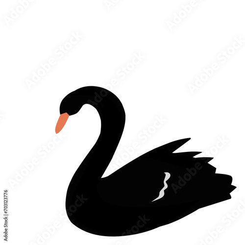 Fototapeta Naklejka Na Ścianę i Meble -  Beautiful Black Swan 
