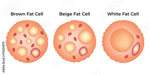 Brown Fat Cell Beige Fat Cell White Fat Cell Science Design Vector Illustration Diagram