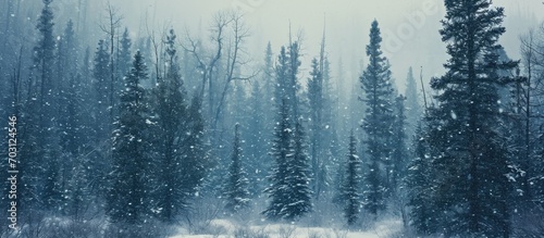 Snow falling heavily in winter wind-blown forest. photo