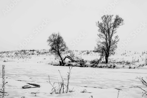 snow covered trees. Grafic. Black and white