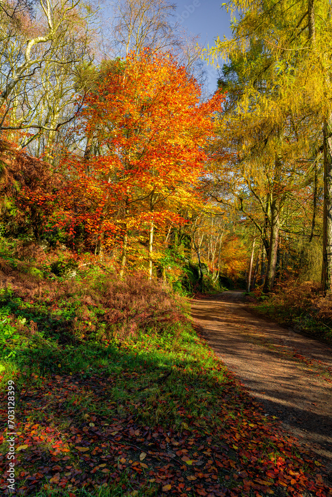 path in autumn forest, Wyming Brook