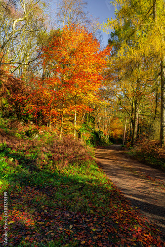 path in autumn forest, Wyming Brook © Robert Sobucki