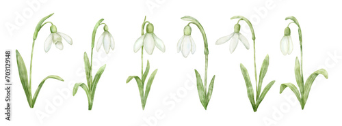 Set of watercolor spring flowers snowdrops. Hand painted floral drawing isolated on white.