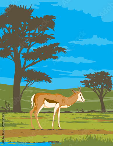 Art Deco or WPA poster of a springbok or springbuck Antidorcas marsupialis in Kgalagadi Transfrontier Park located between South Africa and Botswana done in works project administration style. photo