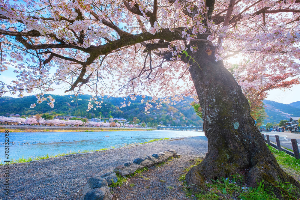 Obraz premium Beautiful full bloom cherry blossom with scenic Togetsukyo bridge that crosses the Katsura River in Kyoto, Japan 