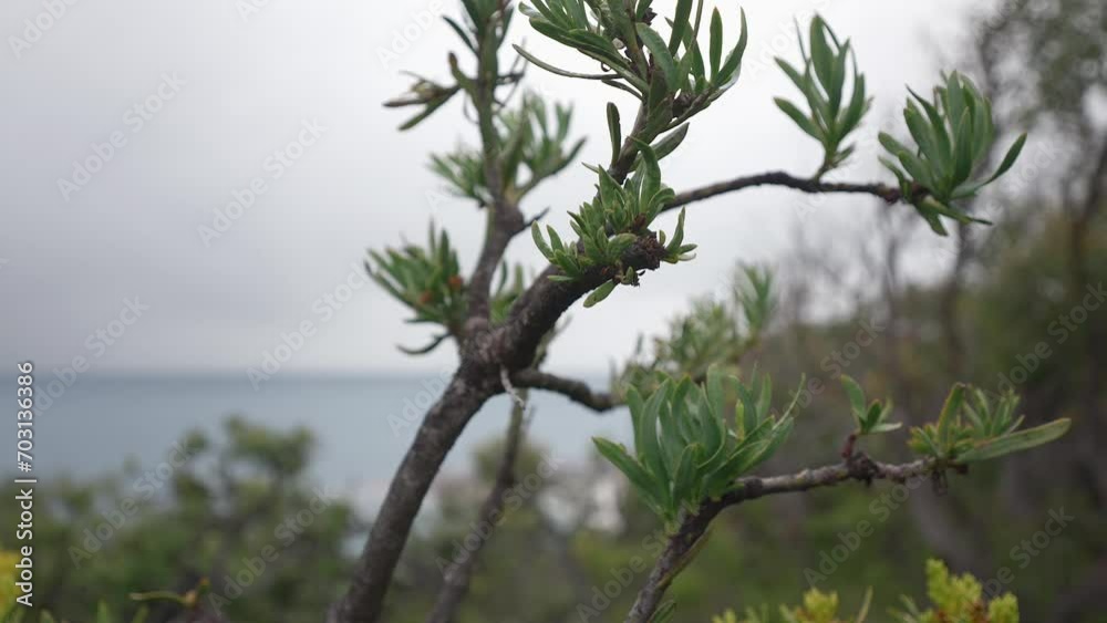 Close up of a native Australian plant with wildflowers beginning to blossom on the bottom branches. Close up of a native Australian plant with wildflowers beginning to blossom on the bottom branches.