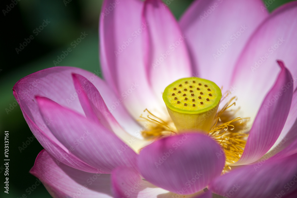 蓮の花　マクロイメージ