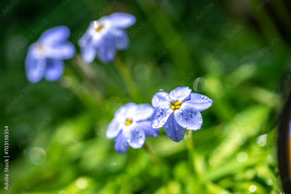 ハナニラの花 春のイメージ ハナニラの花 春のイメージ