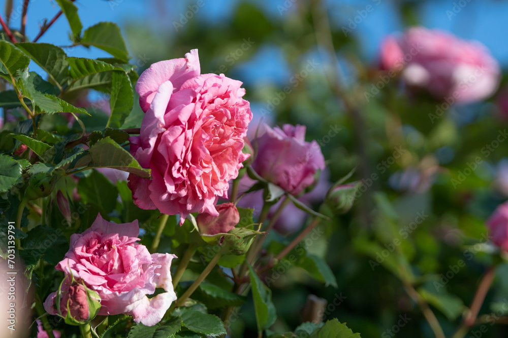 Fototapeta premium 薔薇の花 マクロイメージ