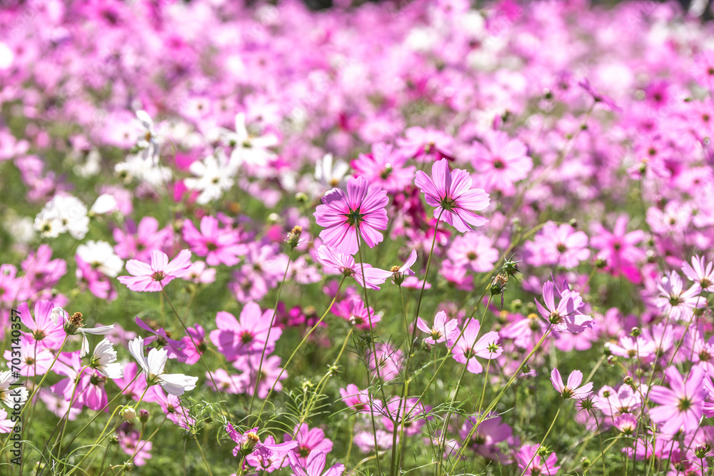 コスモスの花　秋のイメージ