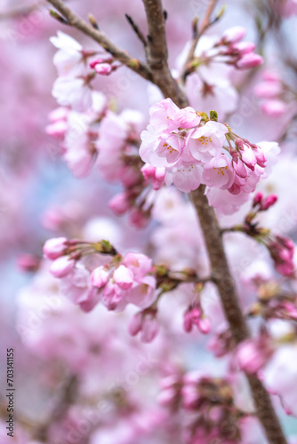 桜の花 春の季節のイメージ © TOMO