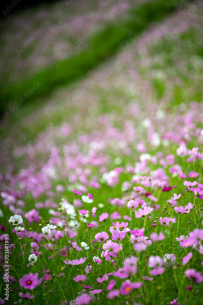 Naklejka premium コスモスの花 秋のイメージ