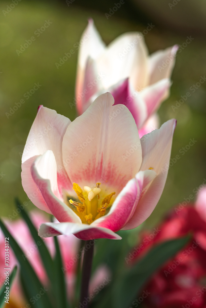 チューリップの花 春のイメージ チューリップの花 春のイメージ