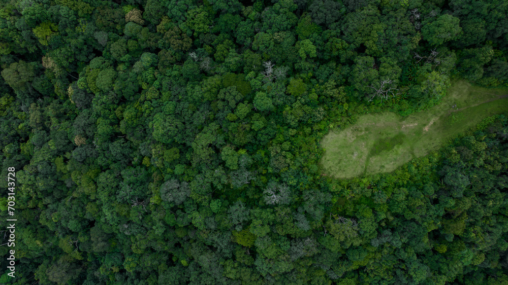 Aerial top view of green forest tree, Tropical rain forest tree ecosystem and healthy environment, Texture and background of green tree forest.