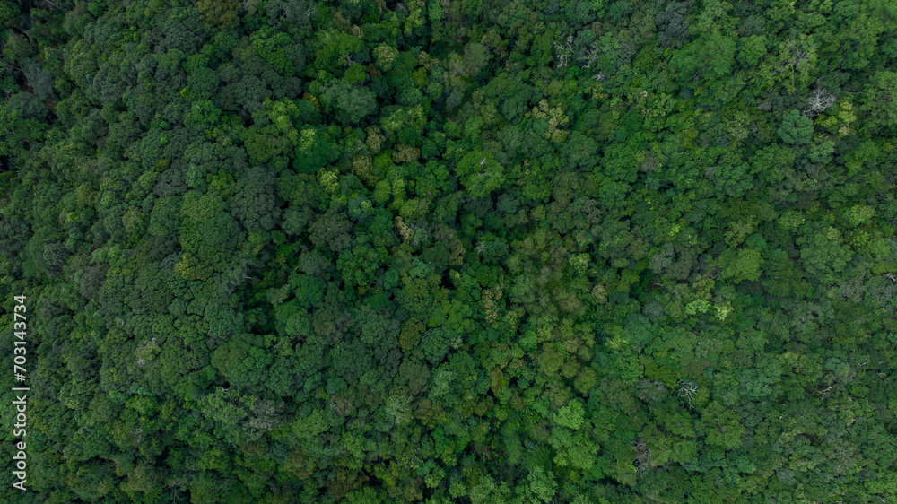 Aerial top view of green forest tree, Tropical rain forest tree ecosystem and healthy environment, Texture and background of green tree forest. Aerial top view of green forest tree, Tropical rain forest tree ecosystem and healthy environment, Texture and background of green tree forest.