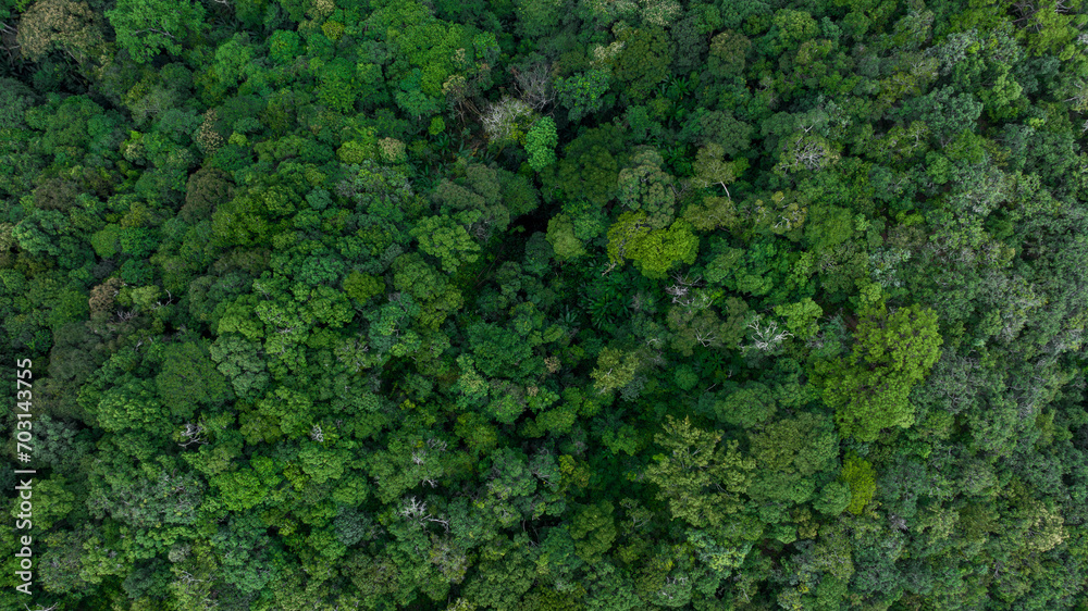 Aerial top view of green forest tree, Tropical rain forest tree ecosystem and healthy environment, Texture and background of green tree forest. Aerial top view of green forest tree, Tropical rain forest tree ecosystem and healthy environment, Texture and background of green tree forest.