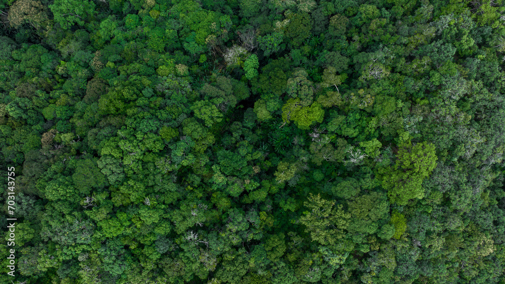 Aerial top view of green forest tree, Tropical rain forest tree ecosystem and healthy environment, Texture and background of green tree forest.