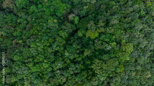 Aerial top view of green forest tree, Tropical rain forest tree ecosystem and healthy environment, Texture and background of green tree forest.