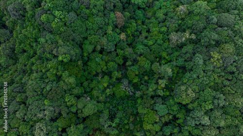 Aerial top view of green forest tree, Tropical rain forest tree ecosystem and healthy environment, Texture and background of green tree forest.