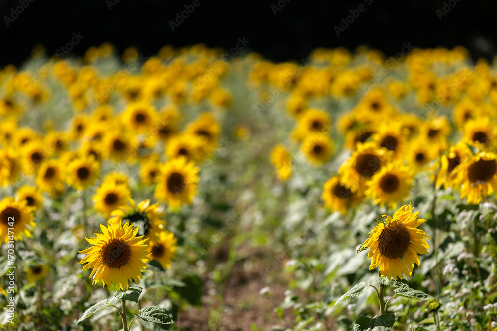 A field of sunflowers growing in the Sussex countryside, on a sunny summer's day A field of sunflowers growing in the Sussex countryside, on a sunny summer's day
