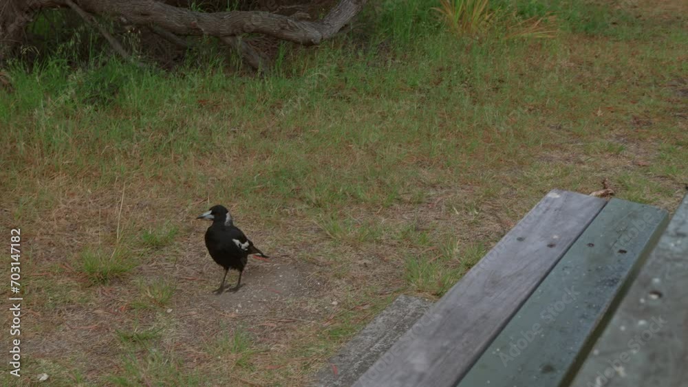 Two magpies looking for food in the grass near the coast on Vancouver Peninsula, Albany. Two magpies looking for food in the grass near the coast on Vancouver Peninsula, Albany.