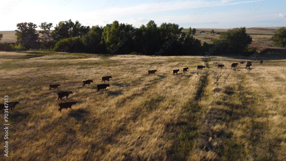 Obraz premium cows are walking through the pasture