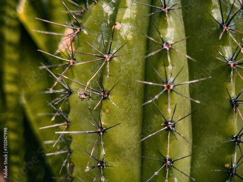 Spider on cactus © Rebecca