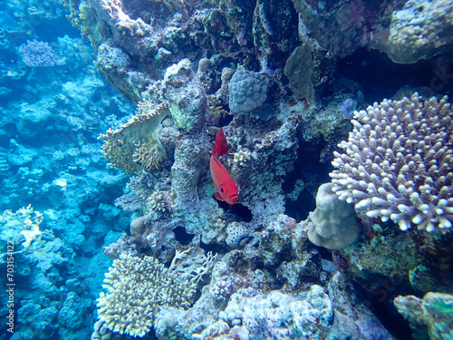 Priacanthus hamrur or Bulleye hamrur in the coral reef of the Red Sea photo