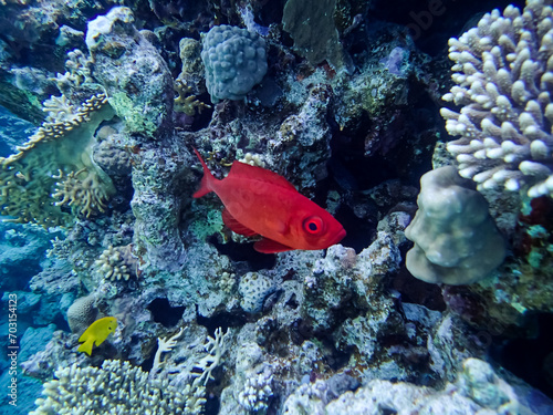 Priacanthus hamrur or Bulleye hamrur in the coral reef of the Red Sea photo