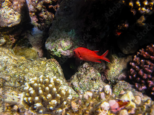 Priacanthus hamrur or Bulleye hamrur in the coral reef of the Red Sea