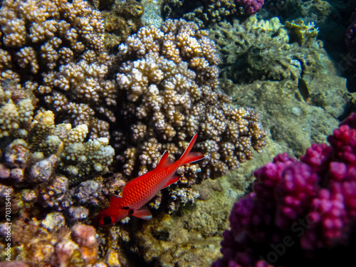 Priacanthus hamrur or Bulleye hamrur in the coral reef of the Red Sea photo