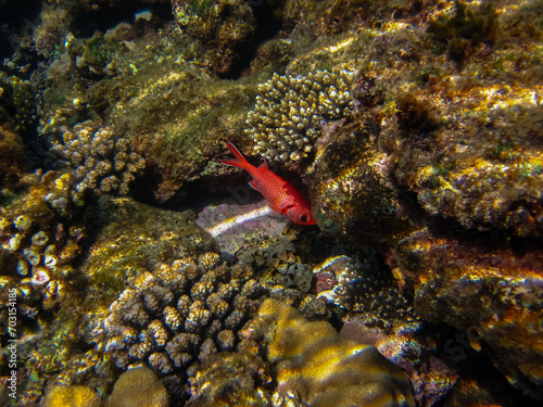 Priacanthus hamrur or Bulleye hamrur in the coral reef of the Red Sea photo