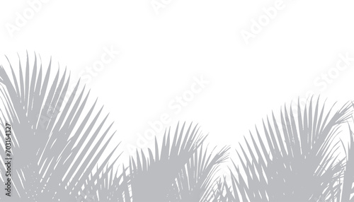 Abstract background of palm leaves or coconut leaves on top. Natural pattern, gray shadow. Copy space or empty. For advertisements, business cards, brochures and white backgrounds.