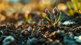 Rebirth of nature during Spring Equinox, plants emerging from the soil, buds opening close up.