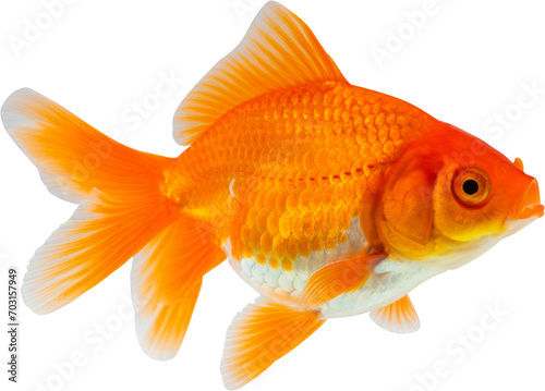 Oranda goldfish isolated on white background close up