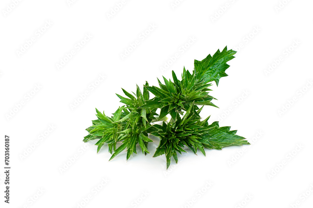 Eryngium foetidum flowers isolated on white background. Eryngium foetidum flowers isolated on white background.
