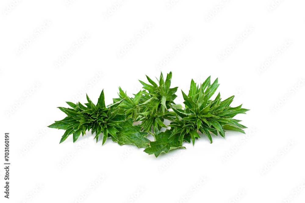 Fototapeta premium Eryngium foetidum flowers isolated on white background.