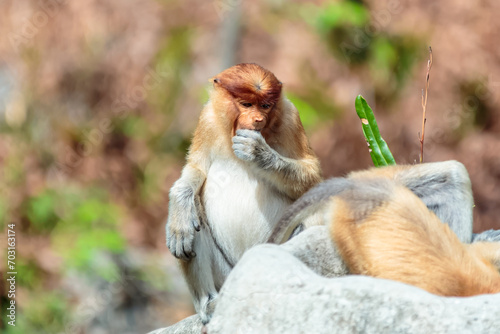The proboscis monkey (Nasalis larvatus) or long-nosed monkey is a reddish-brown arboreal Old World monkey with an unusually large nose. It is endemic to the southeast Asian island of Borneo.