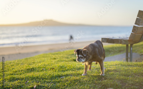A small dog playing on Milford Beach, Rangitoto Island in the background. Auckland.