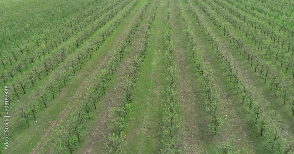 Aerial view of apple plantation. Flying over apple fruit trees. Aerial view of apple plantation. Flying over apple fruit trees.