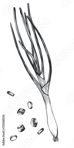 Green onions. Hand drawn vector illustration of vegetables in engraving style. Detailed drawing of a kitchen herb. Farmer's market product. Sketch great for menu, label, icon. Handmade spices on white