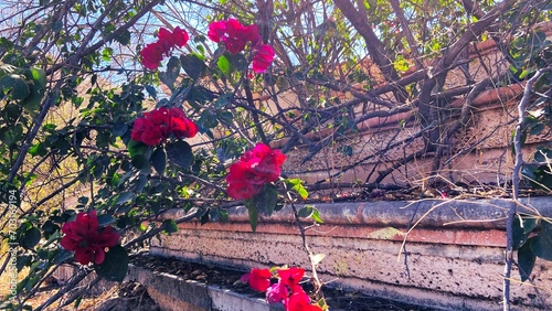 Red flowers bloom amidst tangled branches against a backdrop of a weathered wall and overgrown foliage in sunlight.