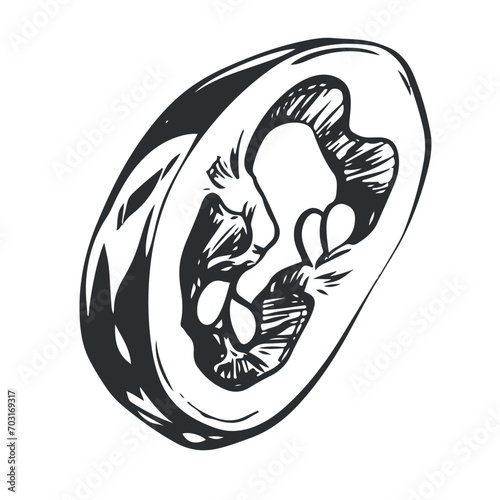 A piece of chili pepper. Vector illustration of cayenne pepper. A piece of hot jalapeno pepper with seeds in engraved style, an ingredient in Mexican cuisine. Spicy Indian seasoning.