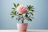 A tiny pot holding a single pink peony, a minimalistic ode to the beauty of peonies.