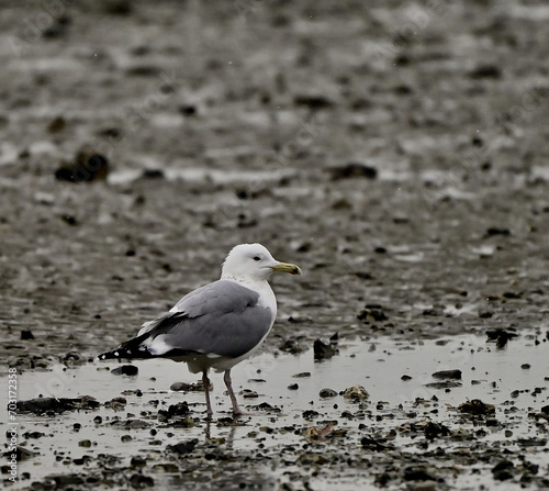 Wallpaper Mural Seagulls on a mudflat Torontodigital.ca