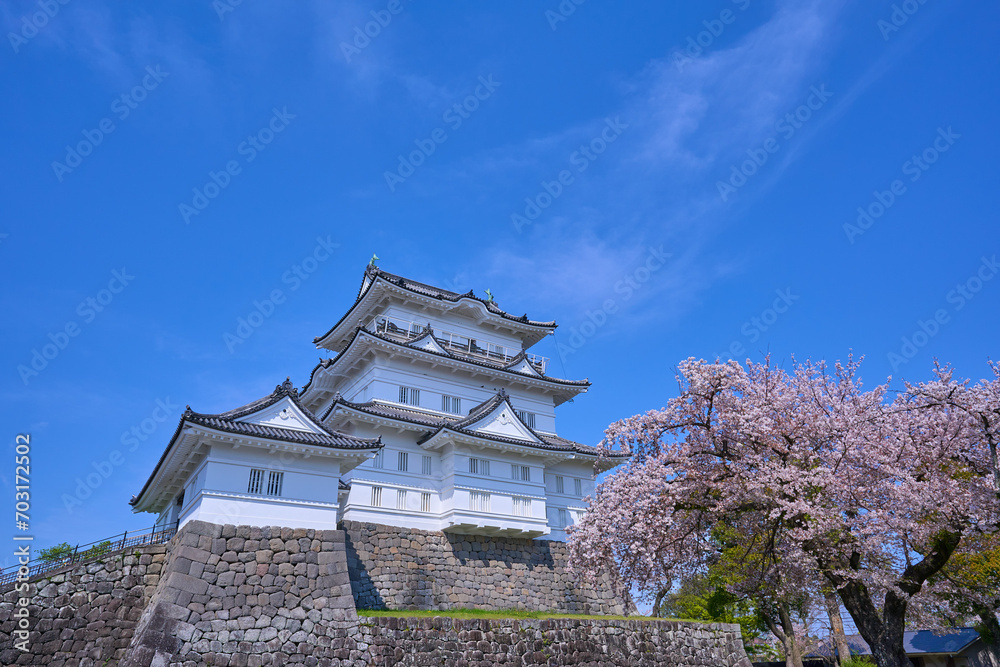 桜咲く神奈川県小田原市の小田原城を本丸広場から見る 桜咲く神奈川県小田原市の小田原城を本丸広場から見る